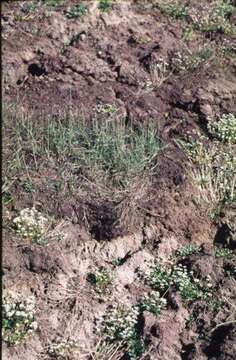 Image of Alpine Foxtail