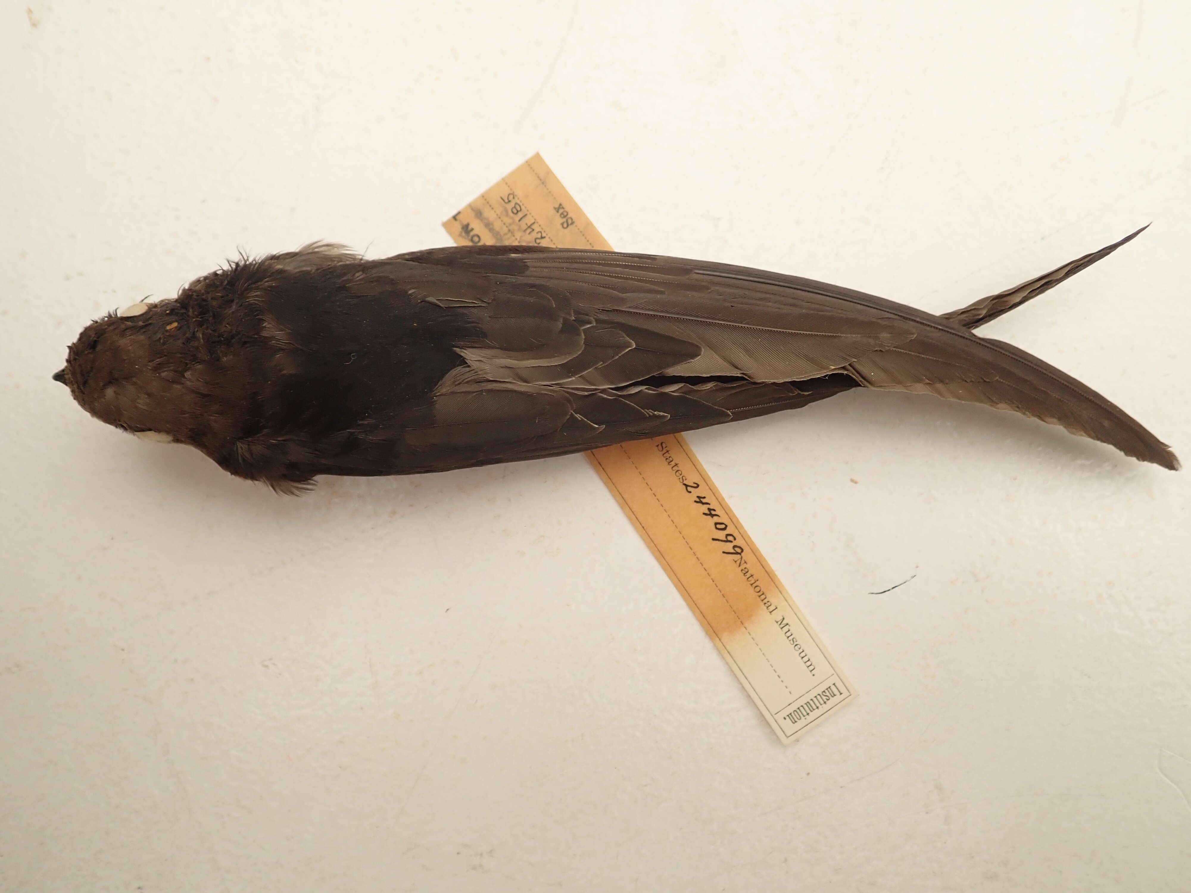 Image of Horus Swift