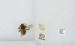 Image of Bombus laesus mocsaryi Kriechbaumer 1877