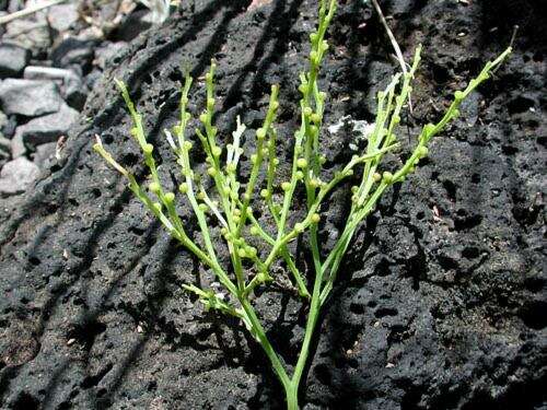 Image of whisk fern