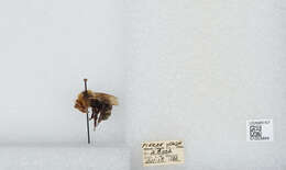 Image de Bombus insularis (Smith 1861)