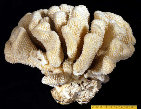 Image of Robust cactus coral