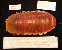 Image of Giant Isopods