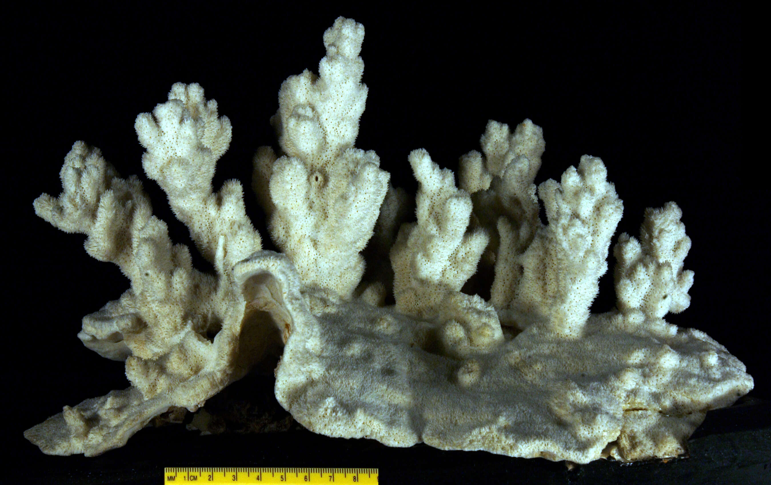 Image of pore coral