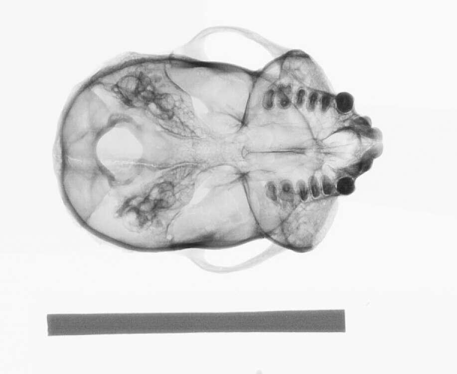 Image of Silvery-brown Bare-face Tamarin