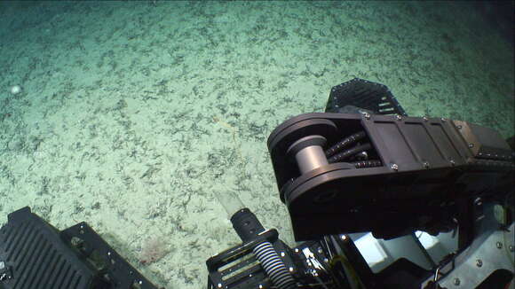 Image of compact bamboo coral