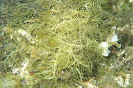 Image of Hydropuntia edulis