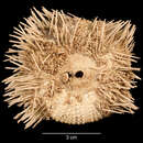 Image de Pseudoboletia occidentalis H. L. Clark 1921