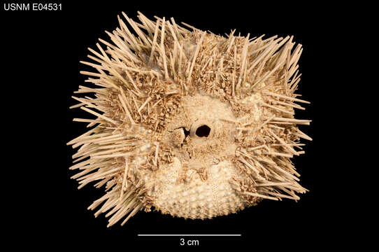 Image of Pseudoboletia occidentalis H. L. Clark 1921