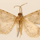 Image of Stenalcidia plexilinea Dognin 1909
