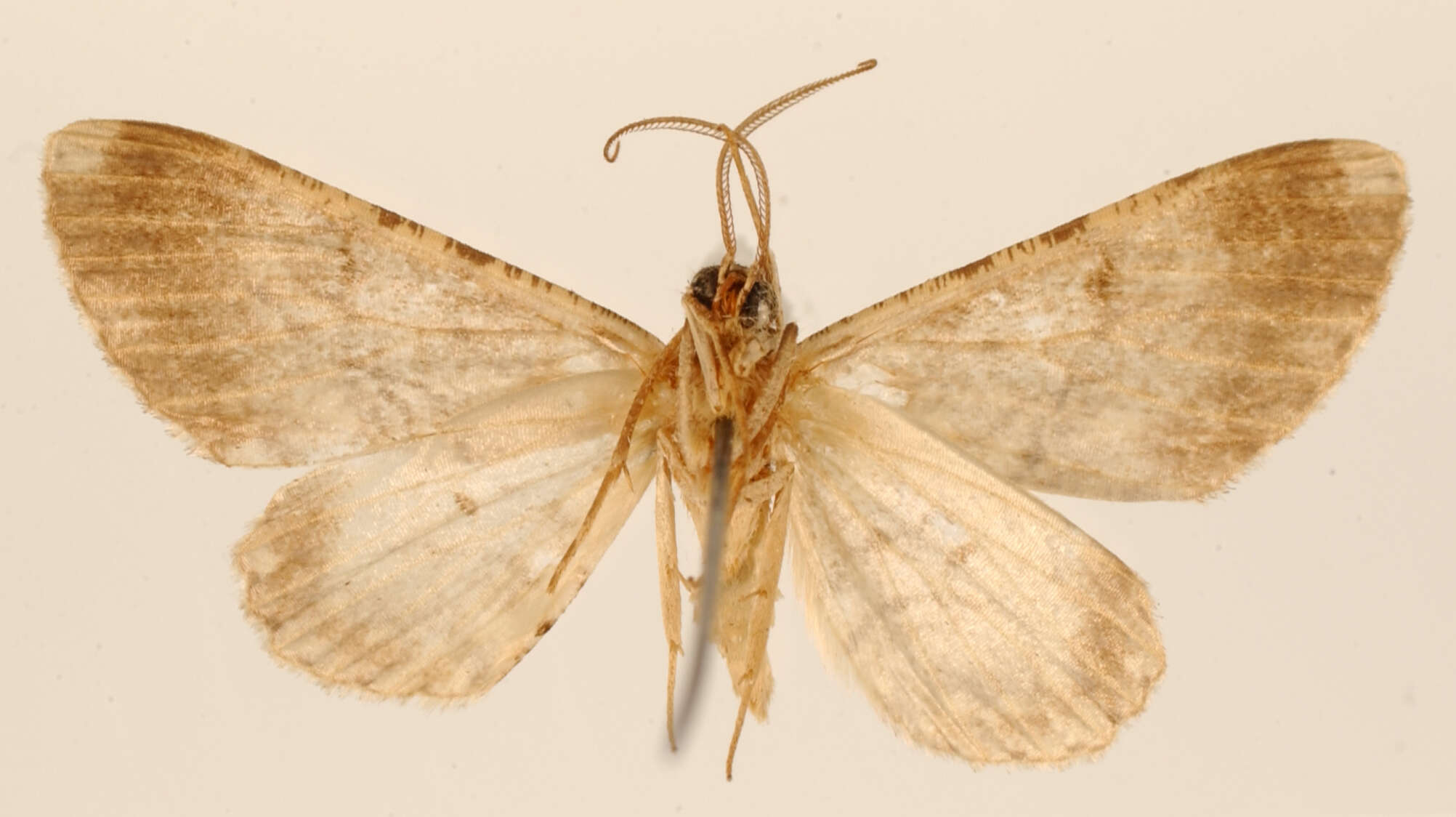 Image of Stenalcidia plexilinea Dognin 1909