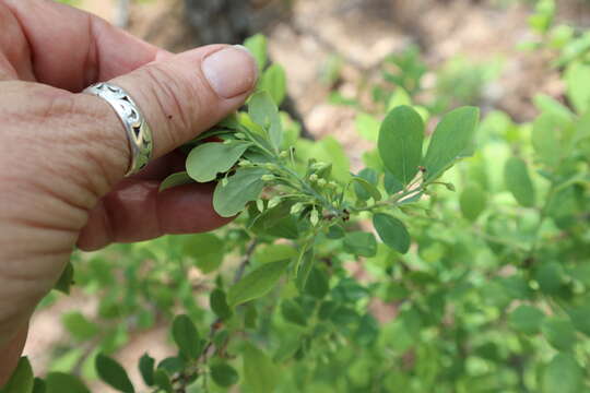 Image of farkleberry