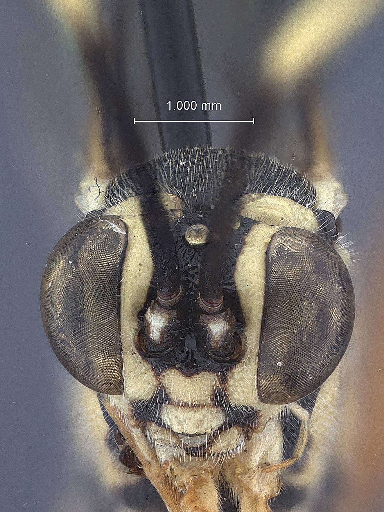 Imagem de Listrognathus glomeratus Townes 1962