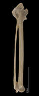 Sivun Anhinga anhinga leucogaster (Vieillot 1816) kuva
