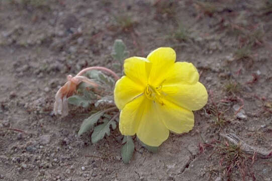 Imagem de Oenothera primiveris A. Gray