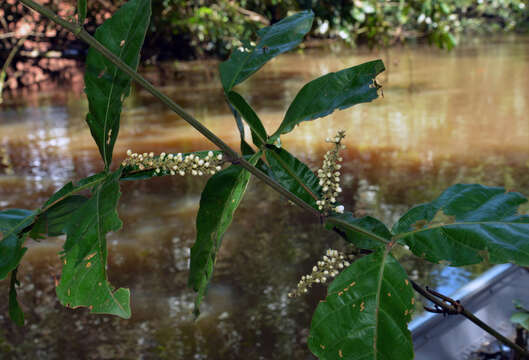 Image of Paullinia imberbis L. Radlk.