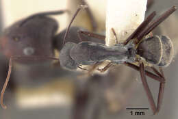 Plancia ëd Camponotus rufoglaucus syphax Wheeler 1922