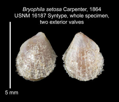 Plancia ëd Philobrya setosa (Carpenter 1864)