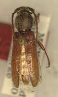 Слика од Anatinomma insularis Chemsak & Linsley 1964