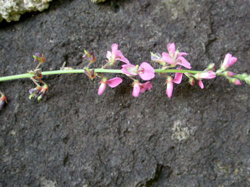 Imagem de Desmodium incanum DC.