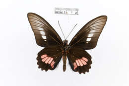 Image de Parides zacynthus (Fabricius 1793)