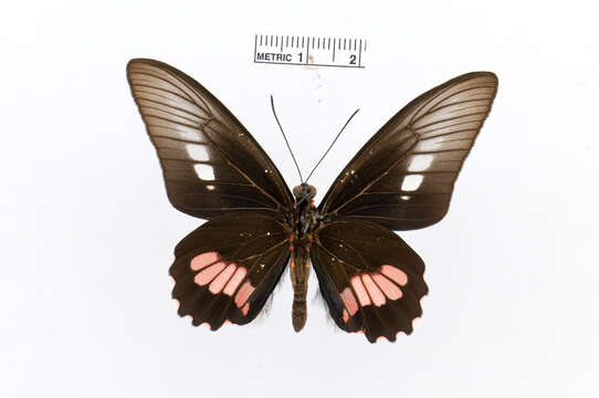 Image of Parides zacynthus (Fabricius 1793)