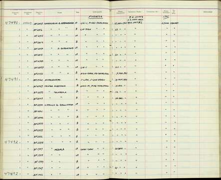 Image of Charadrius alexandrinus nihonensis Deignan 1941