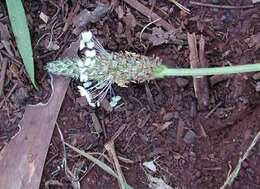 Image of Ribwort Plantain