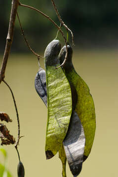 Image of Machaerium huanucoense Rudd