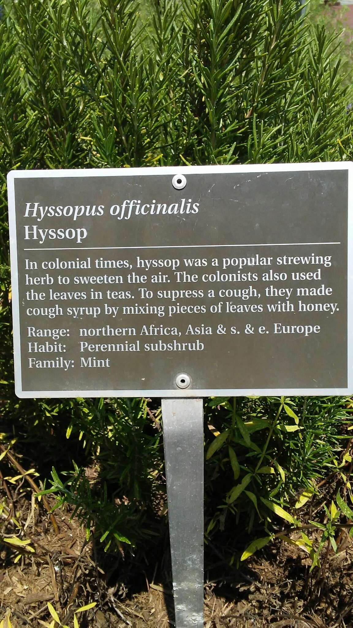 Image of hyssopus
