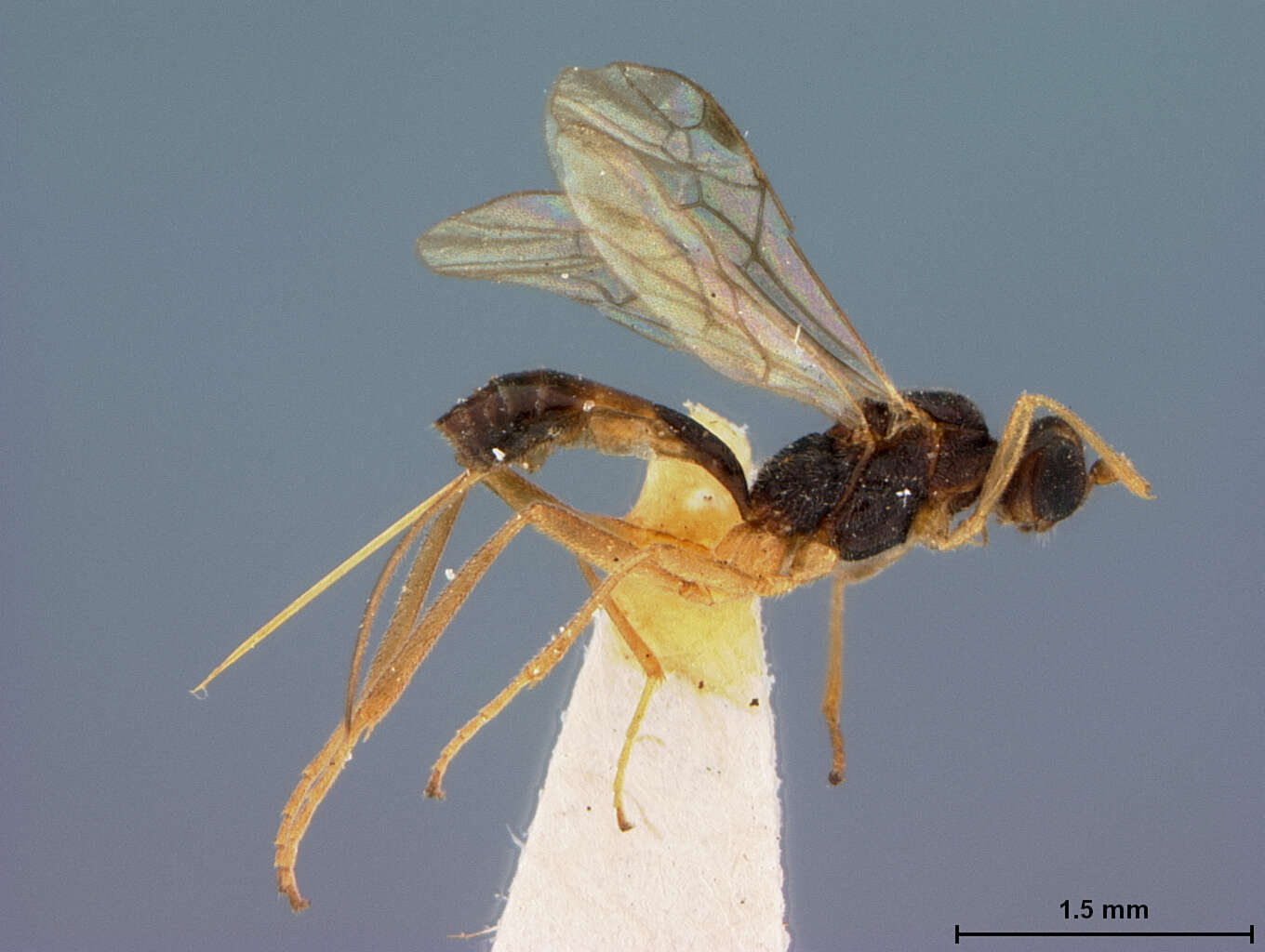 Image of Meteorus angustipennis Muesebeck 1923