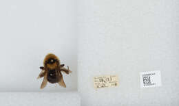 Image de Bombus insularis (Smith 1861)