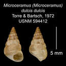 Image of <i>Microceramus <i>dulcis</i></i> dulcis