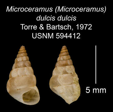 Imagem de <i>Microceramus <i>dulcis</i></i> dulcis