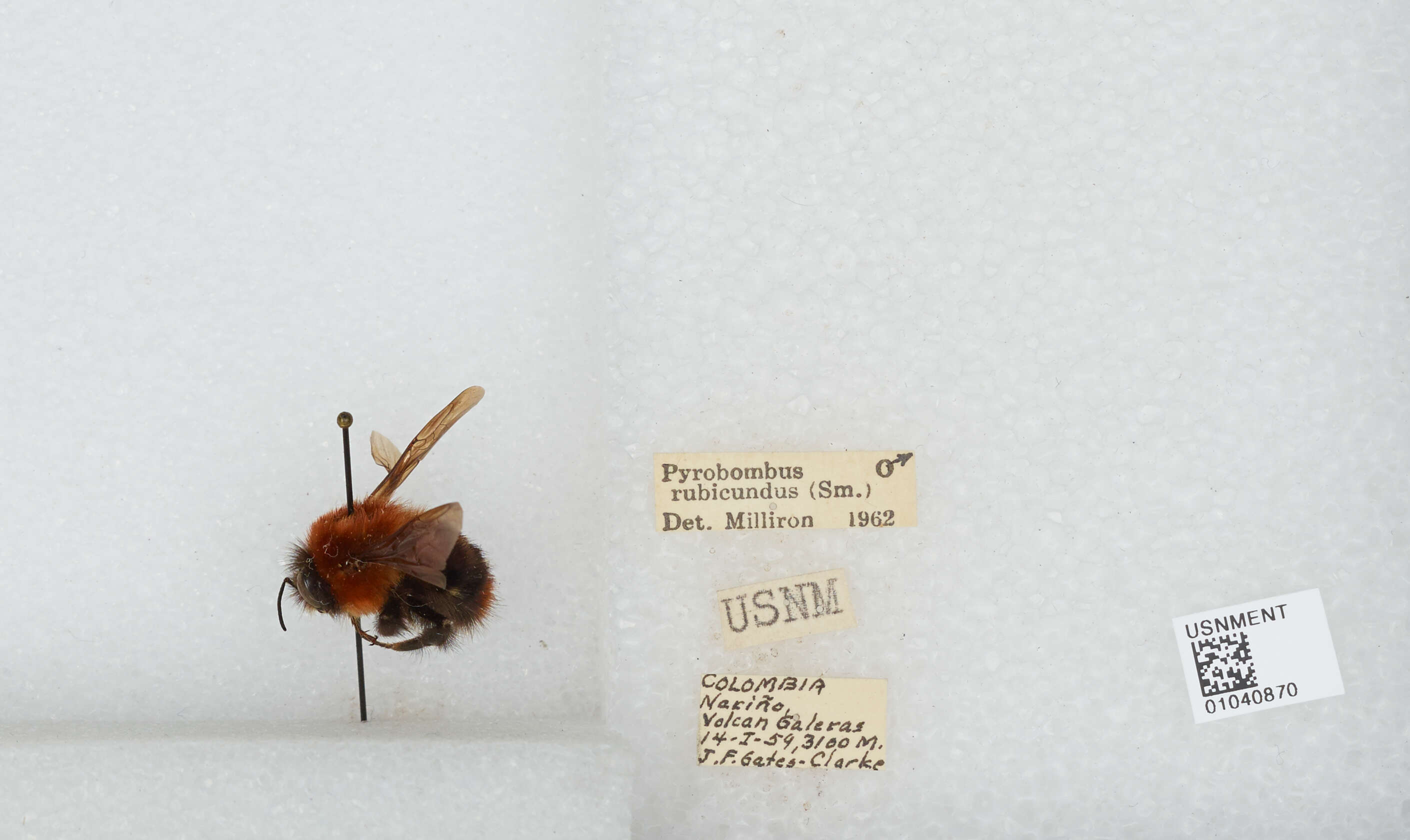 Sivun Bombus rubicundus Smith 1854 kuva