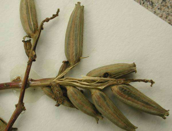 Imagem de Oenothera grandiflora L'Her