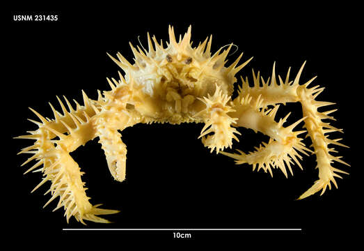 Image of Lithodes antarctica Hombron & Jacquinot 1842