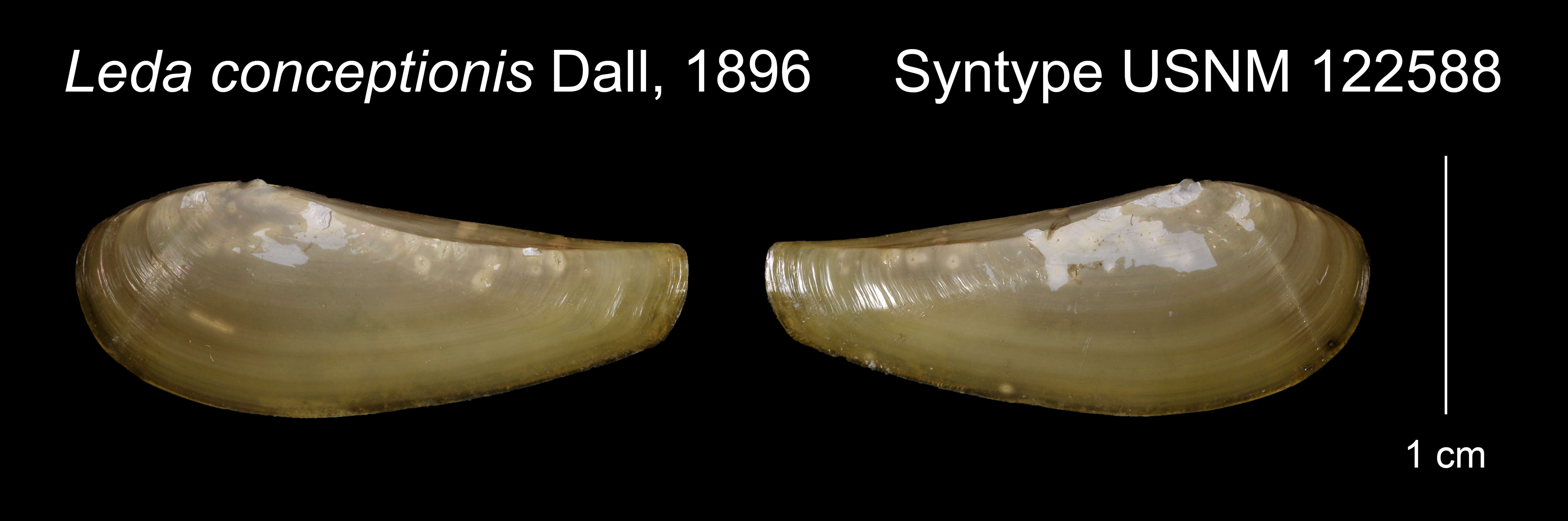 Image of Leda conceptionis Dall 1896