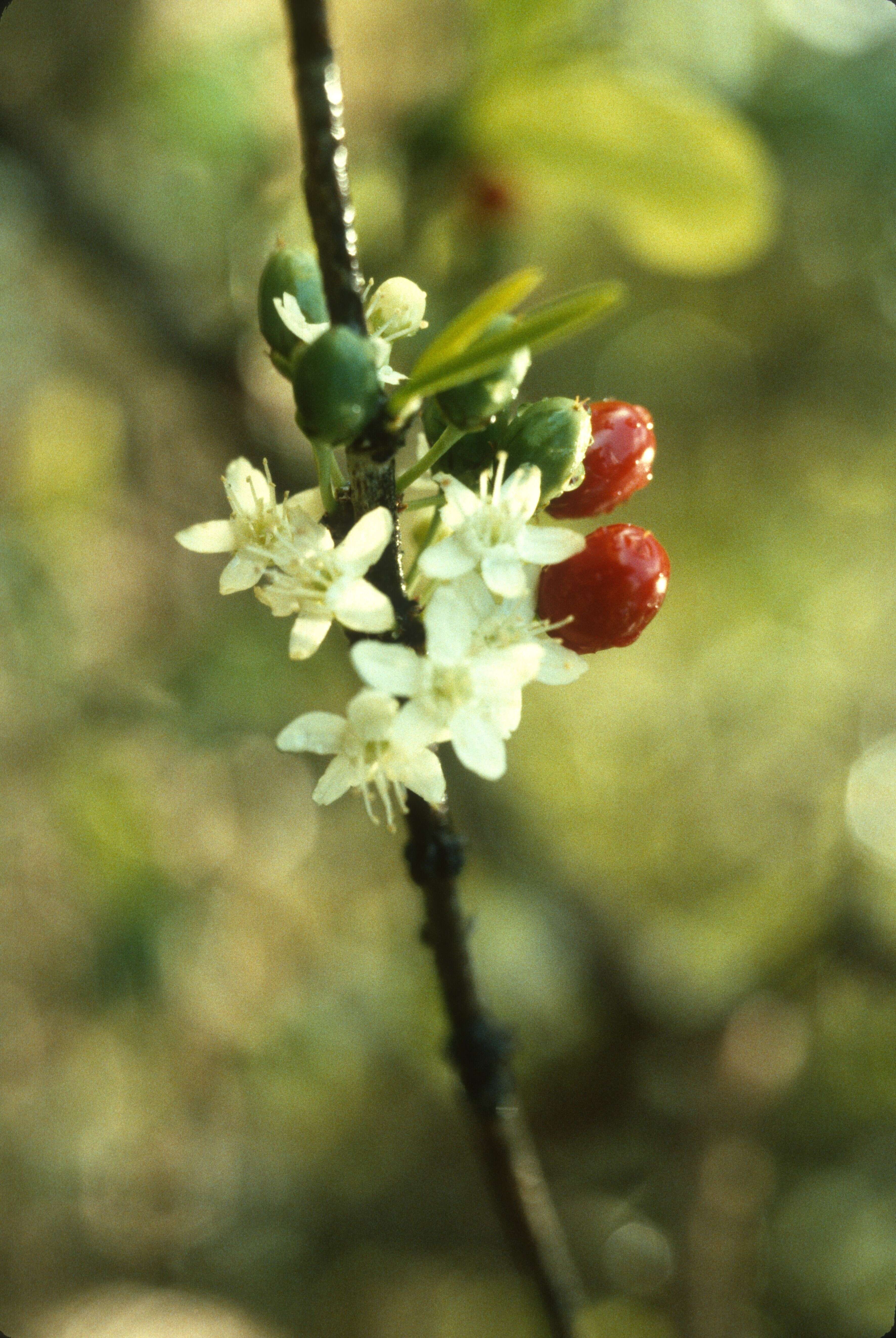 Image of Erythroxylum cumanense Kunth