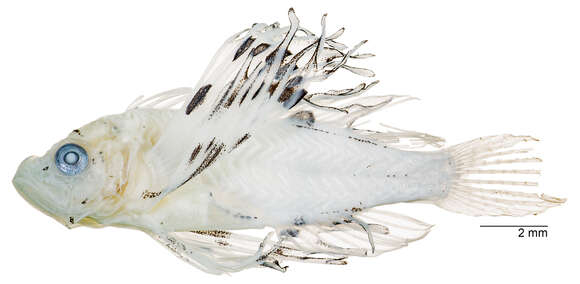 Image of Common lionfish