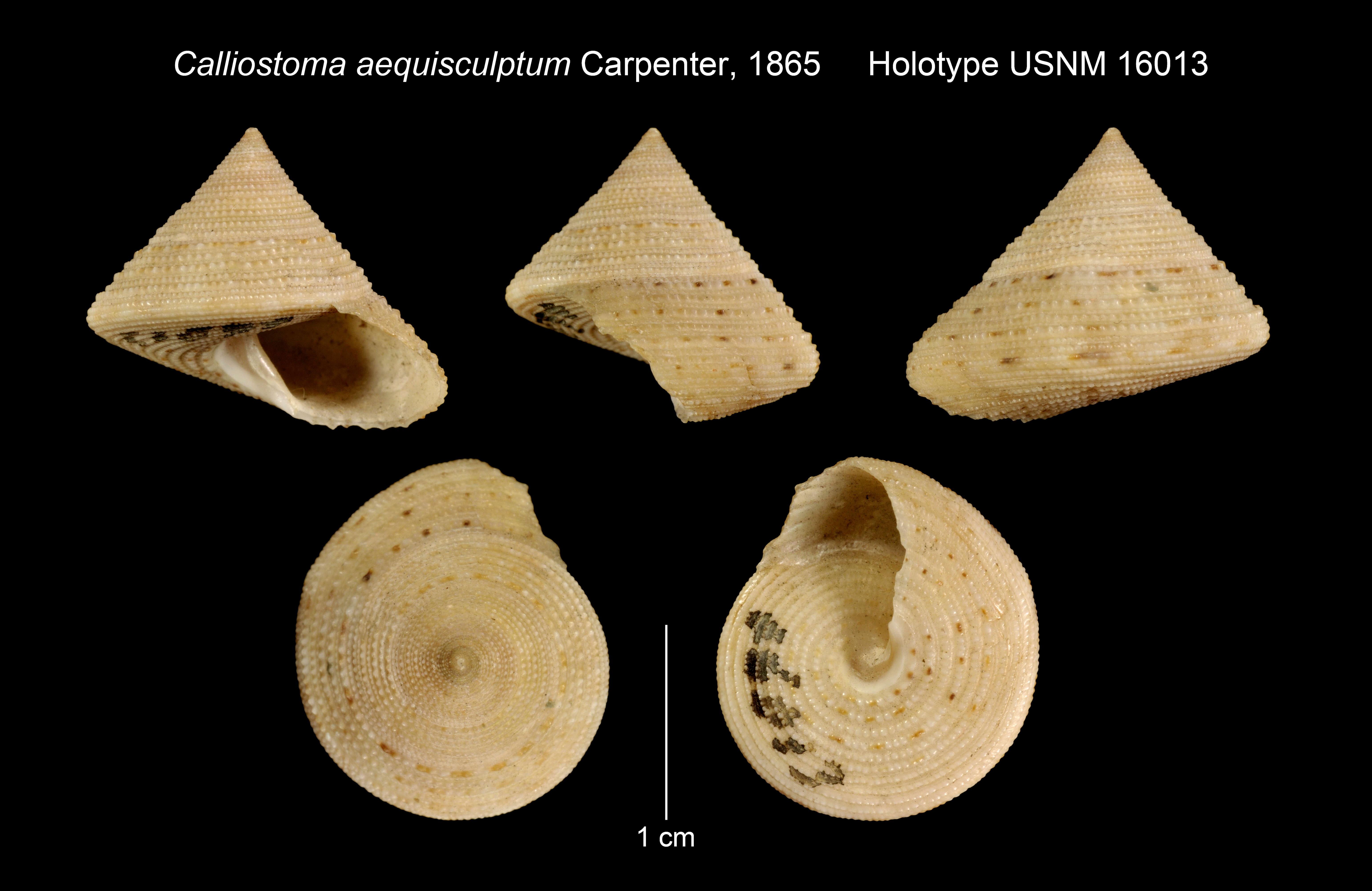 Image of Calliostoma aequisculptum Carpenter 1865