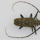 Image of Batocera granulipennis Rigout 1988