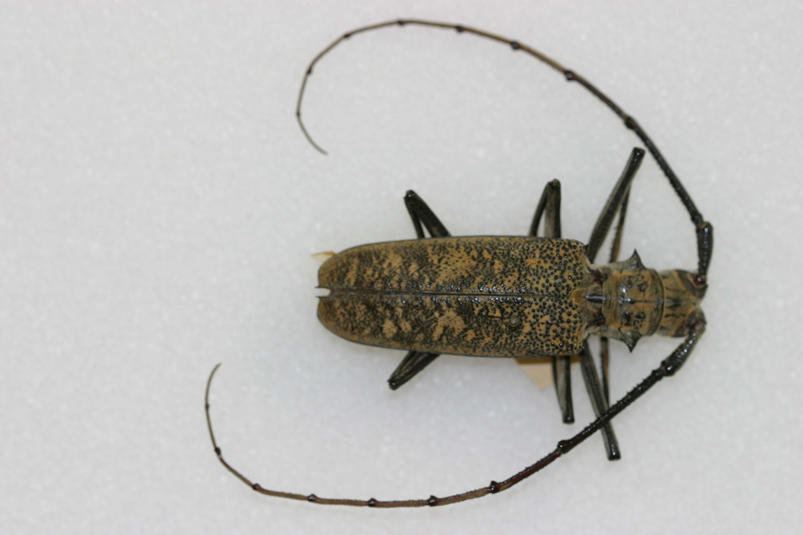 Image of Batocera granulipennis Rigout 1988