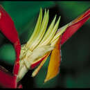 Image of Heliconia rivularis Emygdio & E. Santos