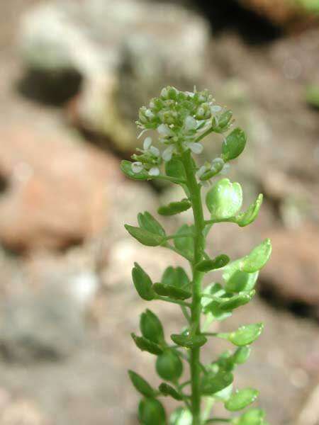 Слика од <i>Lepidium bidentatum</i> var. <i>o-waihiense</i> (Cham. & Schltdl.) Fosberg