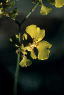 Imagem de Tolumnia lemoniana (Lindl.) Braem