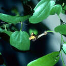 Image of Aristolochia oblongata subsp. calceiformis (Urb.) R. Rankin & Acev.-Rodr.