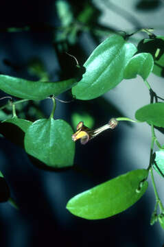 Image of Aristolochia oblongata subsp. calceiformis (Urb.) R. Rankin & Acev.-Rodr.