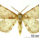Image of Stenalcidia cervinifusa Dognin 1906