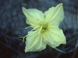 Plancia ëd Oenothera brachycarpa A. Gray